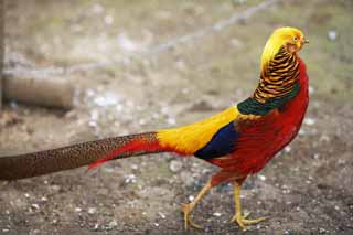 photo,material,free,landscape,picture,stock photo,Creative Commons,Golden pheasant, Golden pheasant, Kim birds, China, Deluxe