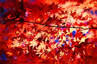 illust, materiale, libero panorama, ritratto dipinto, matita di colore disegna a pastello, disegnando,Rosso nel tardo autunno, Foglie di autunno, Acero, Aceri, Colore