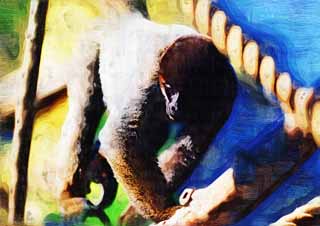 illust, materiale, libero panorama, ritratto dipinto, matita di colore disegna a pastello, disegnando,Comune lanosi scimmia, Curioso, Scimmie, Scimmia, Cebidae