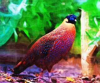 illustration,material,free,landscape,picture,painting,color pencil,crayon,drawing,Temminck's Tragopan, Phasianidae, Orange, Spot, Showy