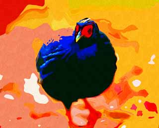 illustration,material,free,landscape,picture,painting,color pencil,crayon,drawing,Vietnamese pheasant, Phasianidae, KOSANKEI, Red and blue., Showy
