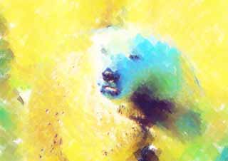 illust, materiale, libero panorama, ritratto dipinto, matita di colore disegna a pastello, disegnando,Orso polare, , Orso polare, SHIROKUMA, Specie in via d'estinzione