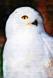 illustration,material,free,landscape,picture,painting,color pencil,crayon,drawing,Snowy owl, White Owl, Catholic Owl, Snowy owl, Eyes