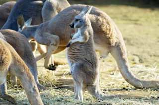 foto,tela,gratis,paisaje,fotografa,idea,Red canguro, Canguro, Australia, Hot-for -, Marsupial