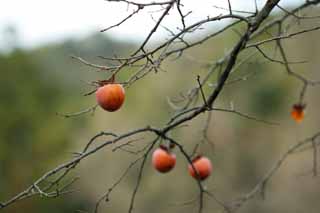 , , , , ,  ., persimmons,  , Oyster, , 