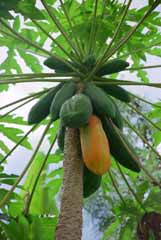 foto,tela,gratis,paisaje,fotografa,idea,Planta de papaya cuajada de frutas, Fruta, Verde, , 