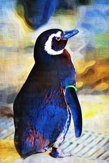 illust, materiale, libero panorama, ritratto dipinto, matita di colore disegna a pastello, disegnando,Pinguini di Magellano, Penna Ginga, Pinguino, Bill, Ali