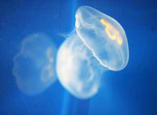 , , , , ,  .,Aurelia, Jellyfish, , , 