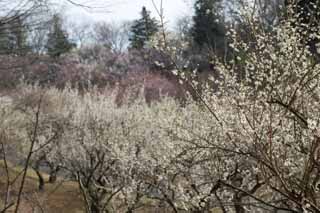 foto,tela,gratis,paisaje,fotografa,idea,Orchard's Plum Plum flor blanca, UME, Ciruelas, Ciruela, Rama