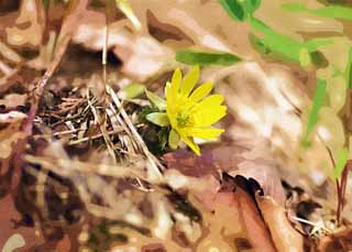 illustration,material,free,landscape,picture,painting,color pencil,crayon,drawing,Far East Amur adonis, Amur adonis, Yellow, Spring, Ground