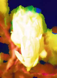 illust, materiale, libero panorama, ritratto dipinto, matita di colore disegna a pastello, disegnando,Yulan, Yulan, Alberi fioriti ed arbusti, , Albero di orchidea