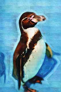 illust, materiale, libero panorama, ritratto dipinto, matita di colore disegna a pastello, disegnando,Humboldt Penguin, Penna Ginga, Pinguino, YOCHIYOCHI cammina, Bill