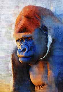 illust, materiale, libero panorama, ritratto dipinto, matita di colore disegna a pastello, disegnando,Gorilla, Loro GORI, Gorilla, Hominid, Silverback