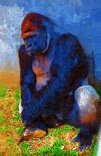 illust, matire, libre, paysage, image, le tableau, crayon de la couleur, colorie, en tirant,Gorille, Ils GORI, Gorille, Hominid, Silverback