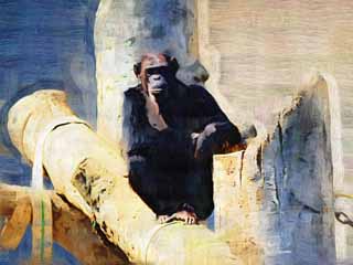 illustration,material,free,landscape,picture,painting,color pencil,crayon,drawing,Chimpanzee, Chindonya-PANJI, Monkeys, Monkey, Great ape