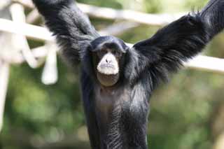 photo,material,free,landscape,picture,stock photo,Creative Commons,Siamang, Curious, Monkeys, SHIAMAN, S. syndactylus