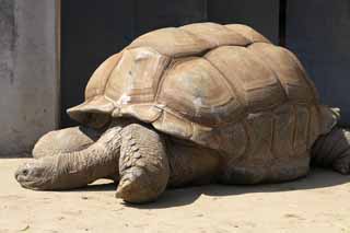 photo,material,free,landscape,picture,stock photo,Creative Commons,Aldabra giant tortoise, Land tortoises, Tortoise, Giant tortoise, Shell