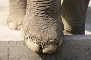 photo,material,free,landscape,picture,stock photo,Creative Commons,Asian elephant's foot, The Elephant, Elephant, , Long nose