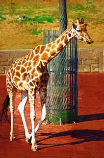 illust, materiale, libero panorama, ritratto dipinto, matita di colore disegna a pastello, disegnando,Reticulatad giraffa, Si chieda, Giraffa, Kylin, Collo lungo