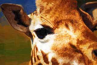 illust, materiale, libero panorama, ritratto dipinto, matita di colore disegna a pastello, disegnando,Reticulatad giraffa gli occhi, Si chieda, Giraffa, Kylin, Collo lungo