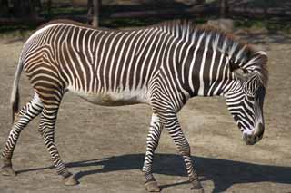 photo,material,free,landscape,picture,stock photo,Creative Commons,Grevy's zebra, Zebra, Zebra, Grazing animal, Striped
