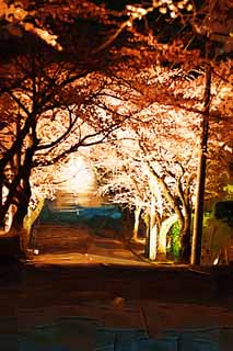 illustration,material,free,landscape,picture,painting,color pencil,crayon,drawing,A going to see cherry blossoms at night tunnel, cherry tree, , , roadside tree