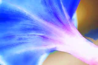 illustration,material,free,landscape,picture,painting,color pencil,crayon,drawing,The nape of the morning glory, morning glory, , , petal