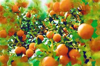 illust, materiale, libero panorama, ritratto dipinto, matita di colore disegna a pastello, disegnando,Un'arancia di hassaku, L'agrume fruttifica, , Frutta, arancia di mandarino
