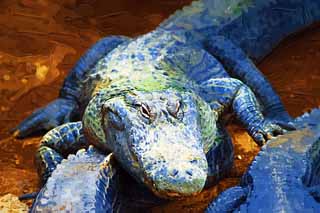 illust, matire, libre, paysage, image, le tableau, crayon de la couleur, colorie, en tirant,Crocodile de Mississippi, crocodile, , , Reptiles