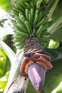 photo,material,free,landscape,picture,stock photo,Creative Commons,The flower of the banana, Fruit, Banana, banana, Tropical