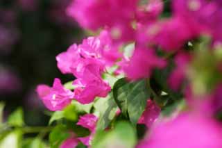 photo,material,free,landscape,picture,stock photo,Creative Commons,A bougainvillaea, bougainvillaea, The tropical zone, Tropical, I am gorgeous