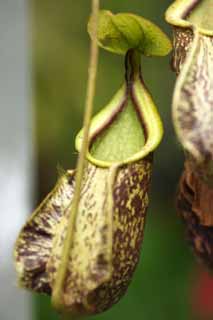photo,material,free,landscape,picture,stock photo,Creative Commons,A pitcher plant, An insectivore, , houseplant, The tropical zone