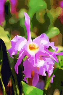 illust, materiale, libero panorama, ritratto dipinto, matita di colore disegna a pastello, disegnando,Un cattleya, orchidea, , Un'orchidea, Facendo del giardinaggio