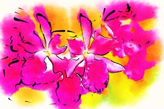 Illust, materieel, vrij, landschap, schilderstuk, schilderstuk, kleuren potlood, crayon, werkje,Een rode orchidee, Orchidee, , Een orchidee, Tuinier