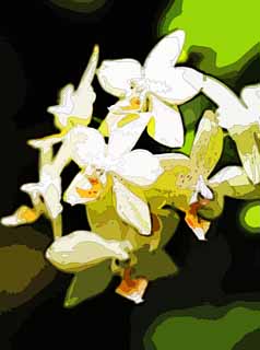 illustration,material,free,landscape,picture,painting,color pencil,crayon,drawing,A white orchid, orchid, , An orchid, Gardening