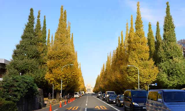 photo,material,free,landscape,picture,stock photo,Creative Commons,An outer garden ginkgo row of trees, ginkgo, , Yellow, roadside tree