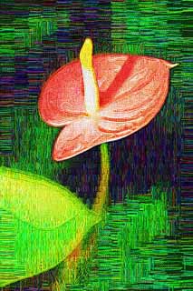 illustration,material,free,landscape,picture,painting,color pencil,crayon,drawing,An anthurium, The tropical zone, Taro, An anthurium, Spathe