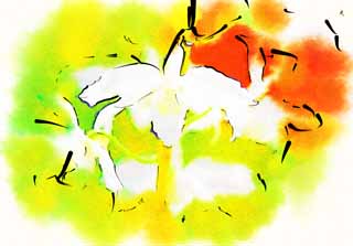 illust, materiale, libero panorama, ritratto dipinto, matita di colore disegna a pastello, disegnando,Un'orchidea di progenitore bianca, orchidea, , Un'orchidea, Facendo del giardinaggio