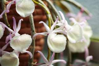fotografia, materiale, libero il panorama, dipinga, fotografia di scorta,Dendrobium, orchidea, , Un'orchidea, Facendo del giardinaggio