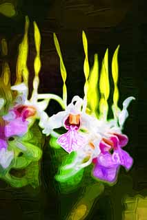 Illust, materieel, vrij, landschap, schilderstuk, schilderstuk, kleuren potlood, crayon, werkje,Rode en een blanke progenitor orchidee, Orchidee, , Een orchidee, Tuinier