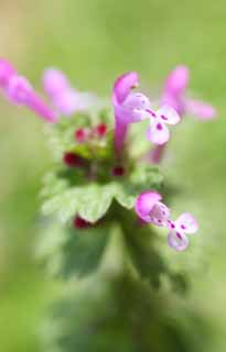 photo,material,free,landscape,picture,stock photo,Creative Commons,A henbit, , flower of the spring, park, floret