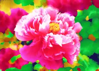 illustration,material,free,landscape,picture,painting,color pencil,crayon,drawing,The peony of Hase-dera Temple, peony, button, , Mitera of the flower