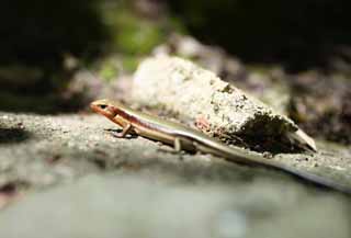 photo,material,free,landscape,picture,stock photo,Creative Commons,A Japanese lizard, kana snake, lizard, , small animal