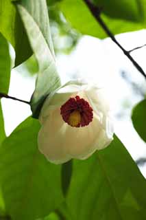 photo,material,free,landscape,picture,stock photo,Creative Commons,A magnolia, white blossom, magnolia, Oba magnolia, Hanaki