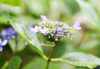 photo, la matire, libre, amnage, dcrivez, photo de la rserve,Macrophylla de l'hortensia, hortensia, , , La saison pluvieuse