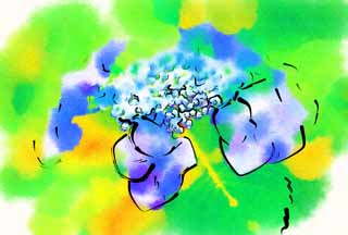 illust, materiale, libero panorama, ritratto dipinto, matita di colore disegna a pastello, disegnando,Macrophylla di ortensia, ortensia, , , La stagione piovosa