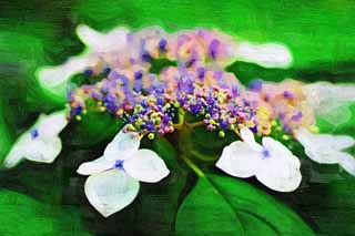 illustration,material,free,landscape,picture,painting,color pencil,crayon,drawing,Hydrangea macrophylla, hydrangea, , , The rainy season