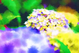 illustration,material,free,landscape,picture,painting,color pencil,crayon,drawing,Say Yaw hydrangea, hydrangea, , , The rainy season