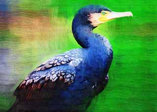 illust, materiale, libero panorama, ritratto dipinto, matita di colore disegna a pastello, disegnando,Un cormorano comune, cormorano, , , conto