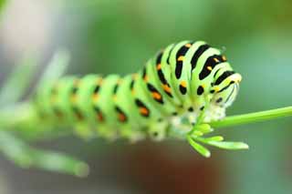 photo,material,free,landscape,picture,stock photo,Creative Commons,The larva of the common yellow swallowtail, butterfly, , green caterpillar, 